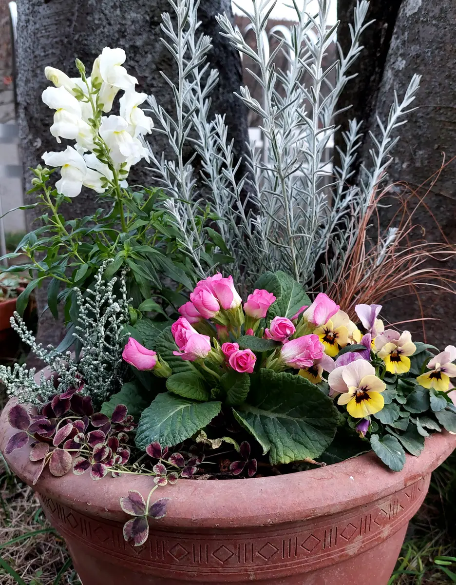エレモフィラ・ビオラ・ジュリアンカレ「寄せ植え🌿🌼」のアルバム