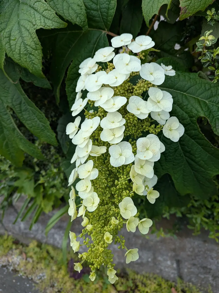 カシワバアジサイの写真-みんなの趣味の園芸2678544