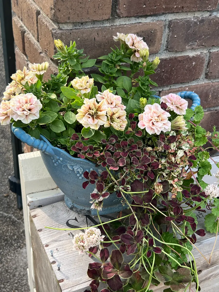 ペチュニア モカブラウンの寄せ植え♧「寄せ植えとハンギング