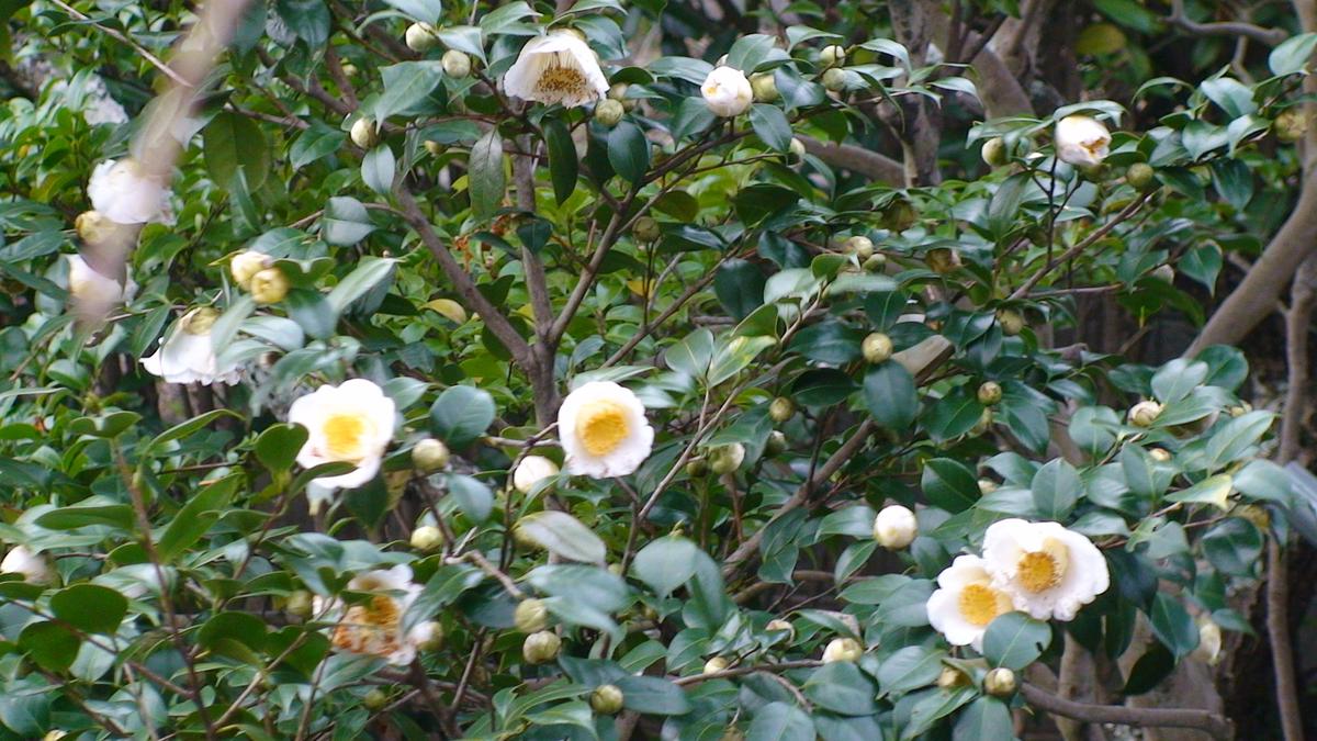 白椿 満開「庭の椿とサザンカ」のアルバム-みんなの趣味の園芸76563