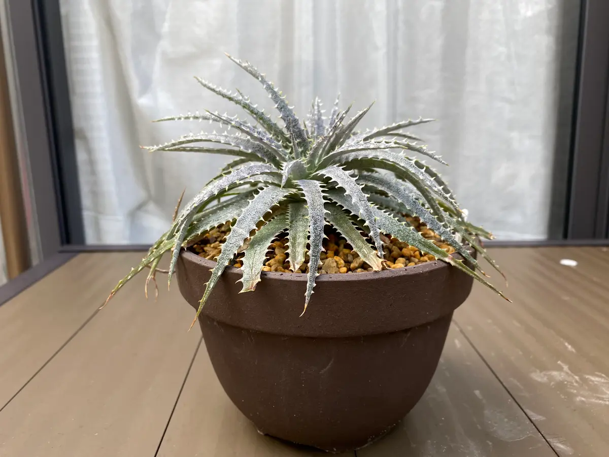 2株入りディッキアダコタ | 2株入り ディッキア ダコタ | 観葉植物