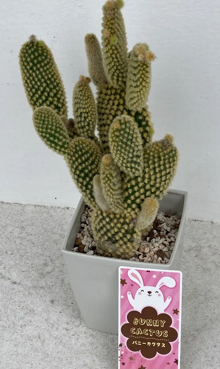 多肉植物　花サボテン　ミカン様 リクエスト 4点 まとめ商品 多肉植物 花サボテン ミカン様 リクエスト 4点 まとめ商品 多肉
