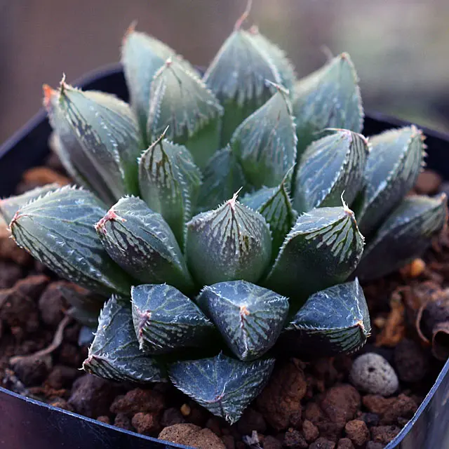 【クリスマスセール　12/20まで！】ハオルチア　白蛇伝 クリスマスセール 12/20まで】ハオルチア 白蛇伝 【公式通販】