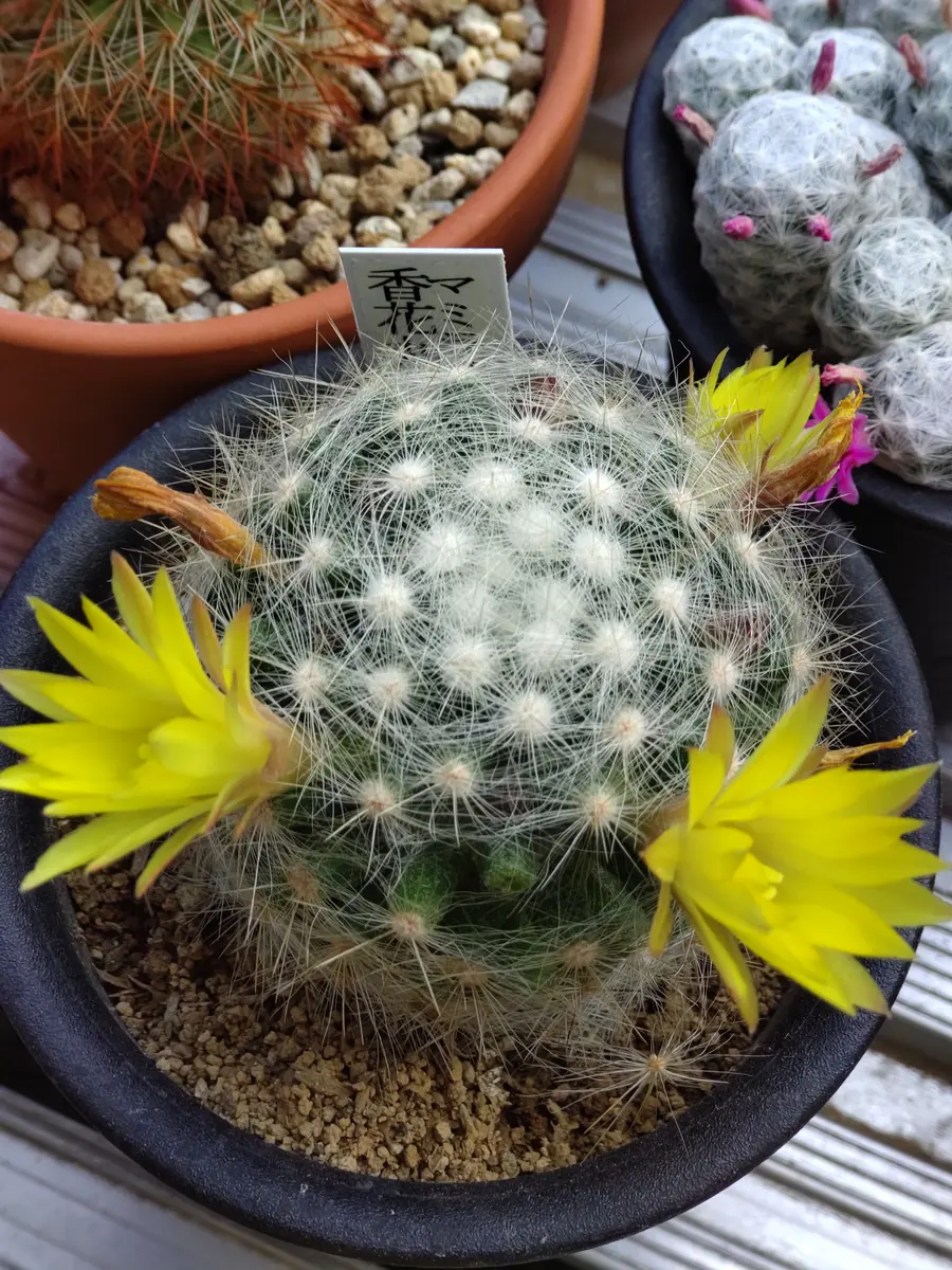マミラリア香花丸黄色い花から柑橘系の「サボテン🌵」のアルバム