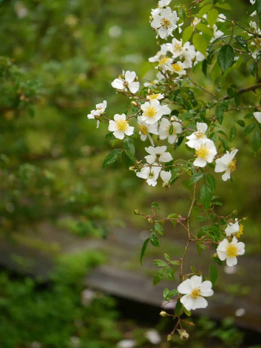 ヤマ ミヤコイバラ （Sp）春のお花「大好きで大切な場所」の