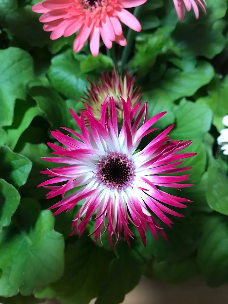 ガーベラ、変わった花びらのバイカラー「2022.1月」のアルバム