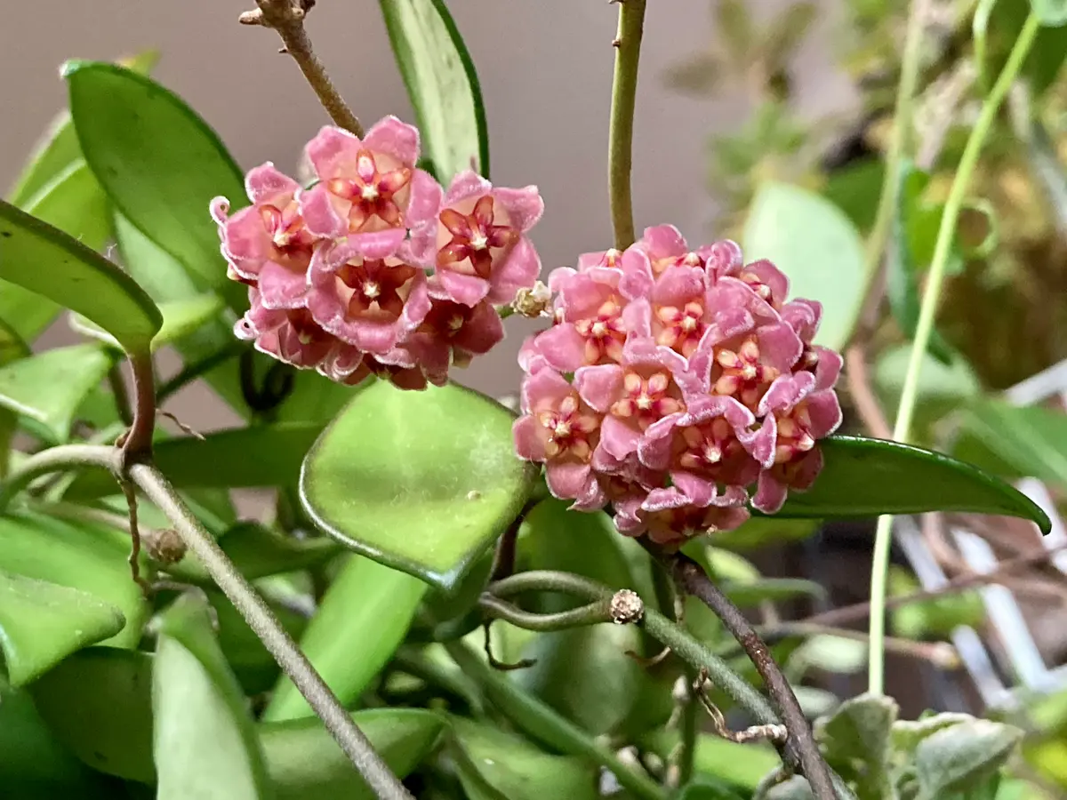 ホヤ デビッドクミンギーです一年中「2022年 お花たち」の ホヤ デビッドクミンギーです一年中「2022年 お花たち」の