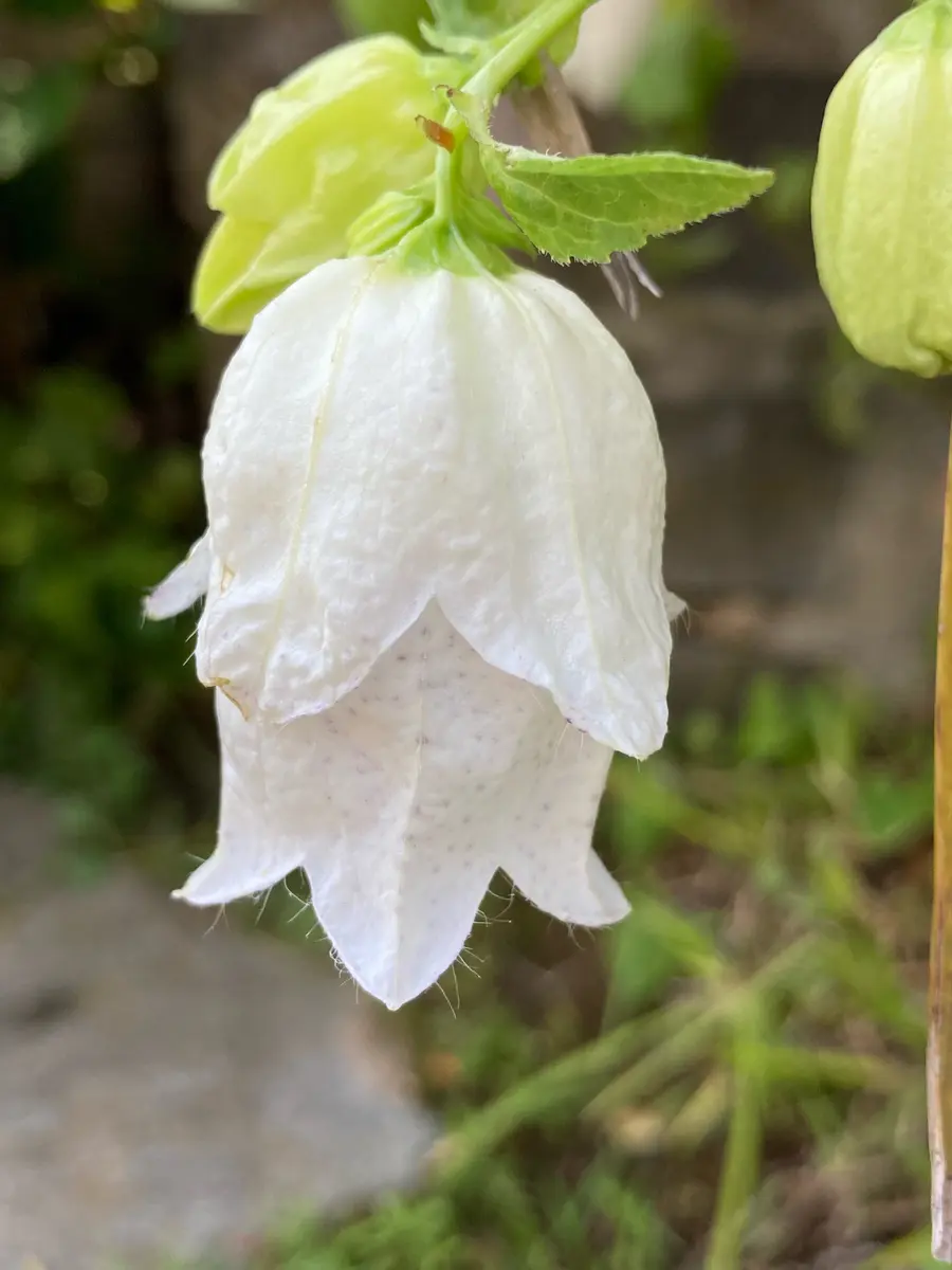 八重咲きホタルブクロです💕「2022年 お花たち」のアルバム-みんなの