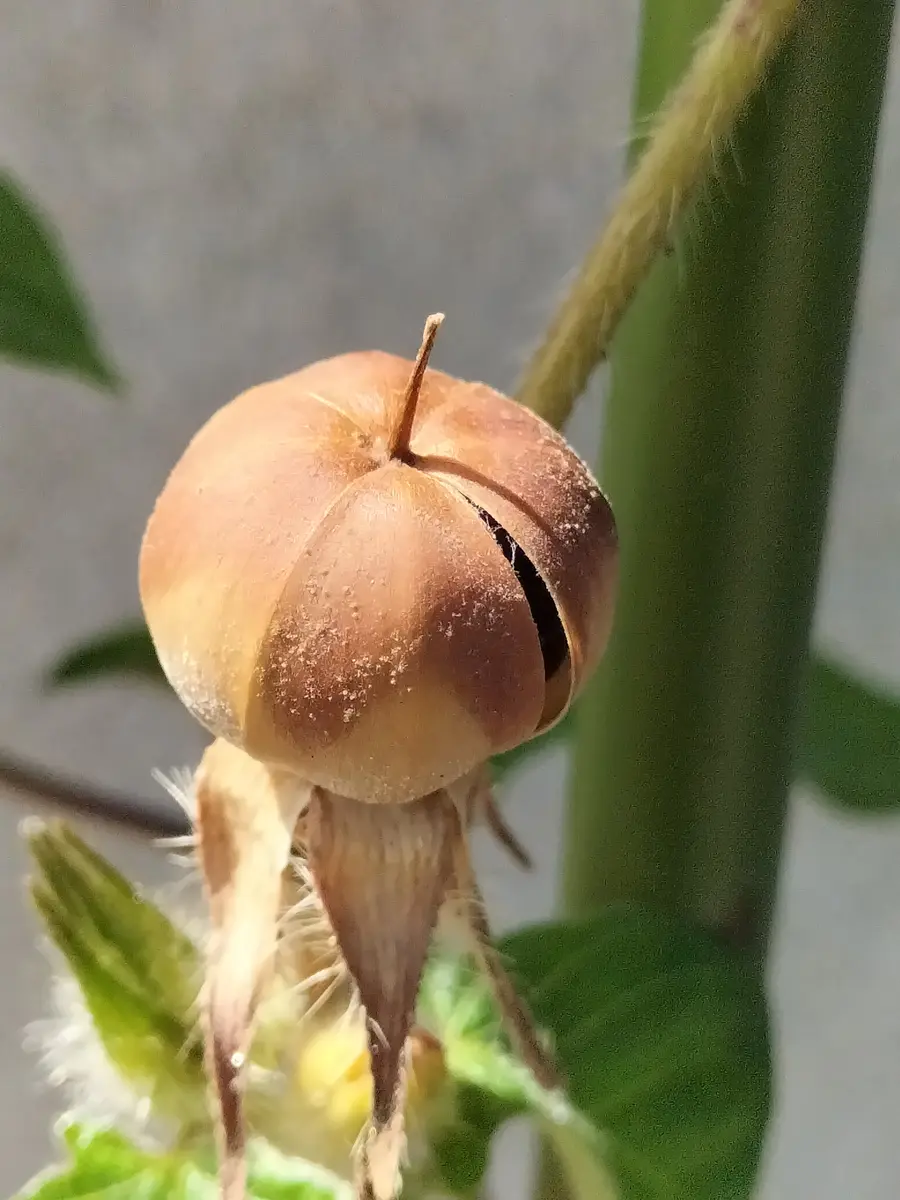 朝顔 の 種 取り 方