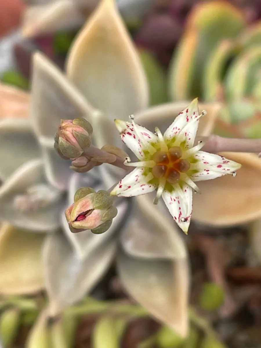 朧月の花個性的な星形の花が咲きまし「多肉たち」のアルバム