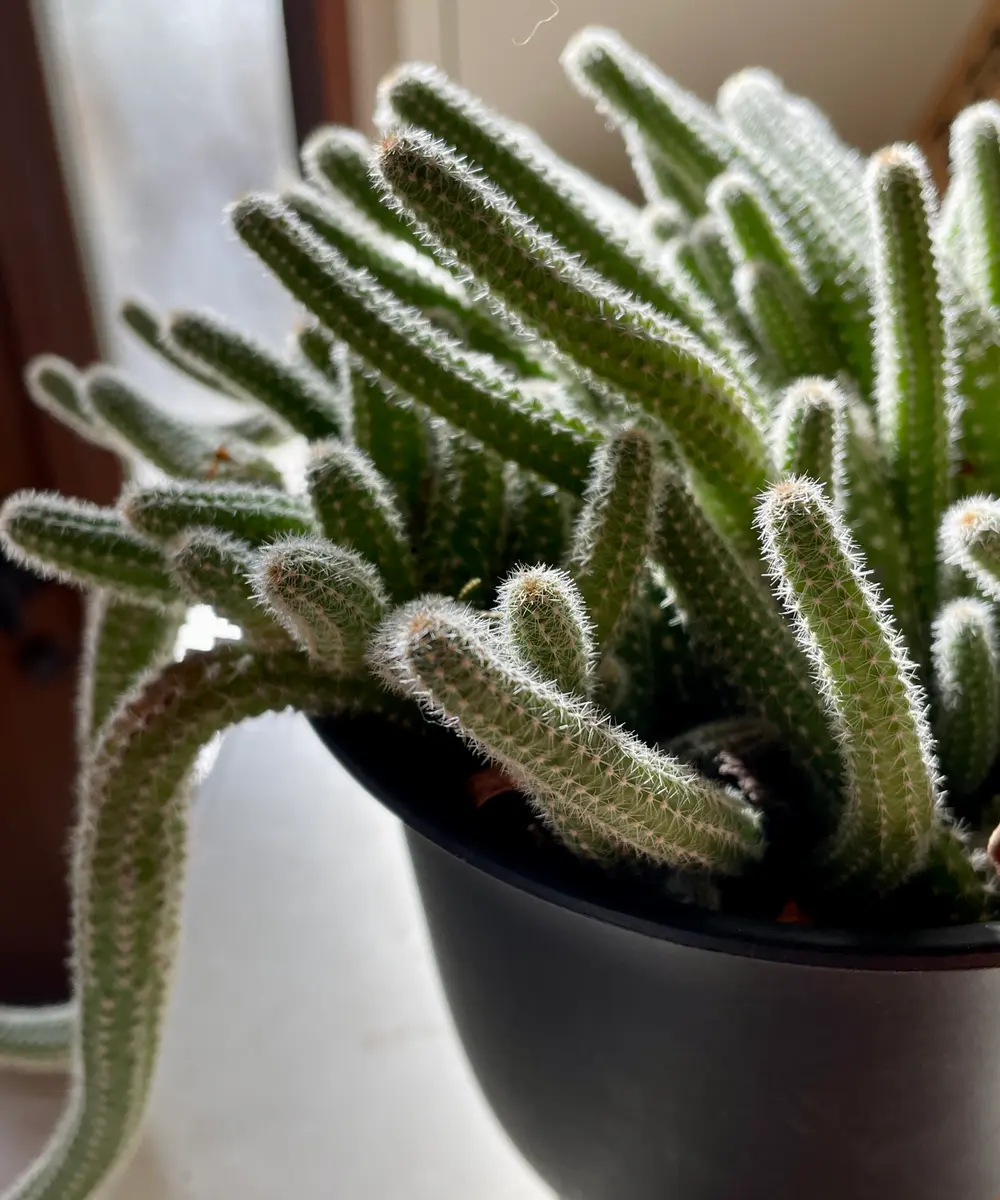 サボテンの写真-みんなの趣味の園芸2133716