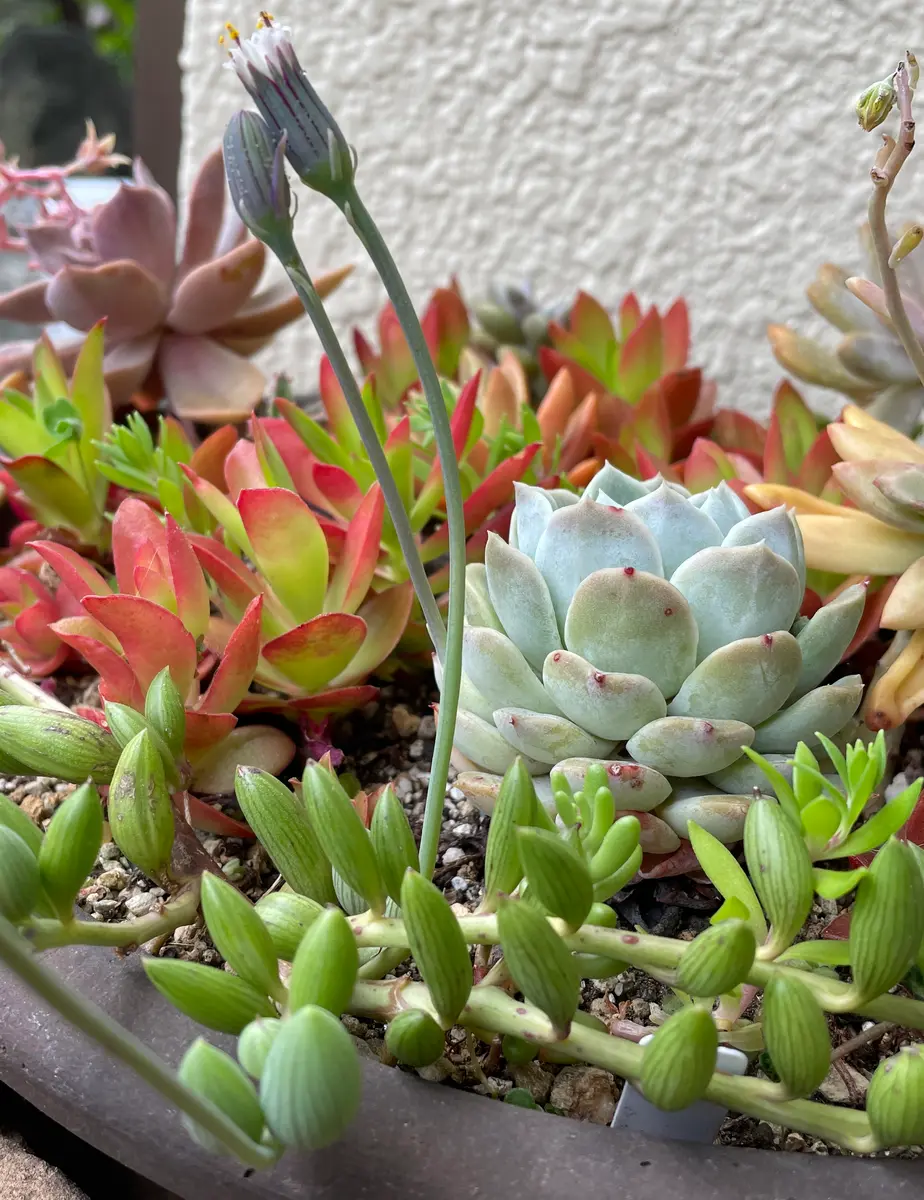 多肉の寄せ植えアーモンドネックレスの「多肉たち」のアルバム