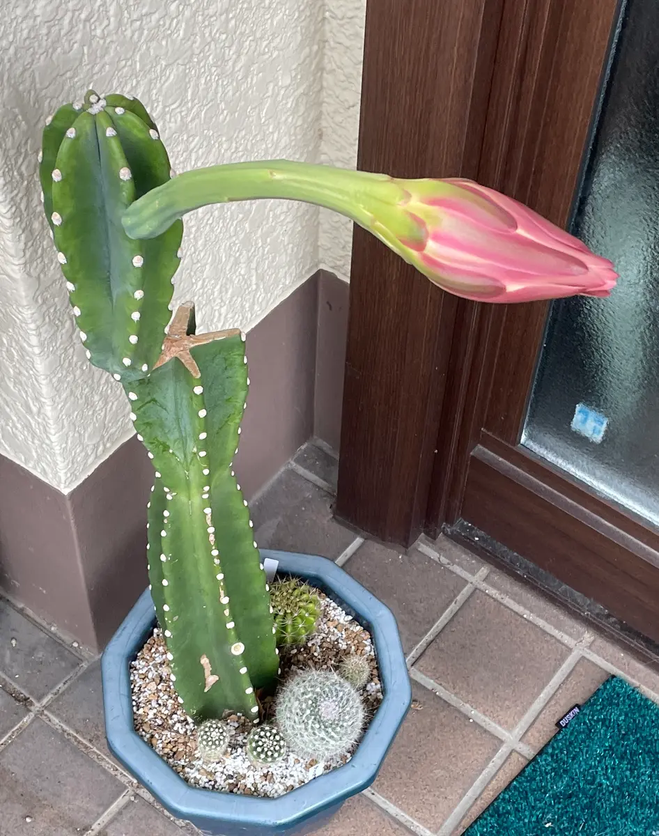 柱サボテン鬼面角の蕾カット苗から育「多肉たち」のアルバム