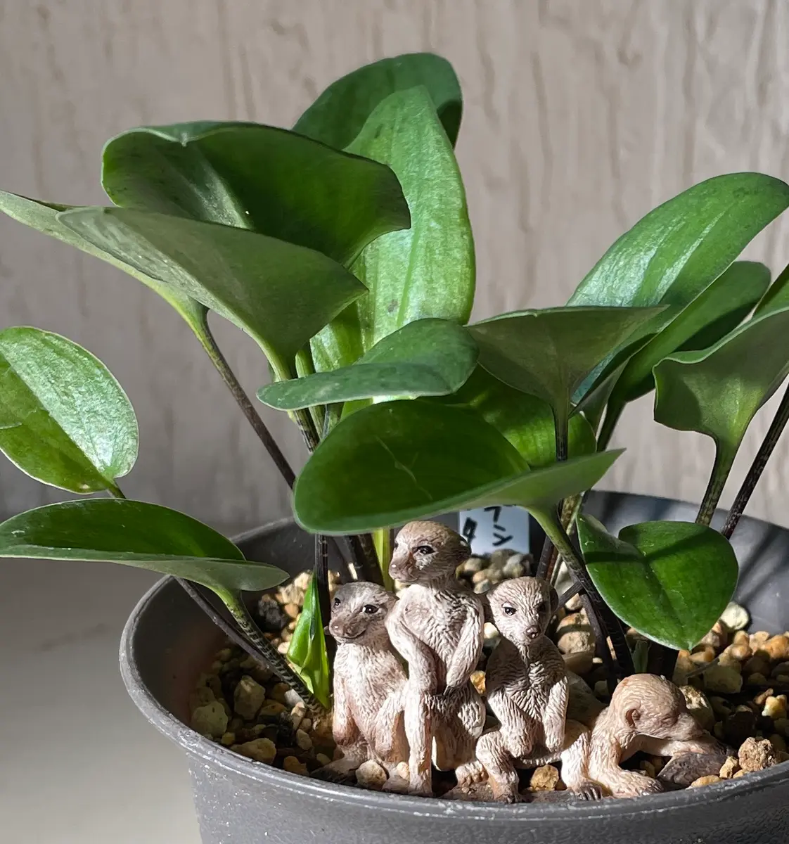 ドリミオプシス マクラータ葉っぱも「多肉たち」のアルバム