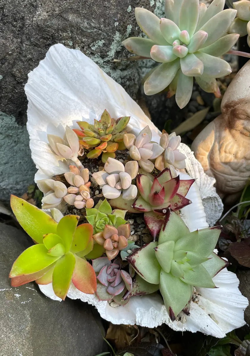 貝殻にした多肉の寄せ植え元気に育って「多肉たち」のアルバム