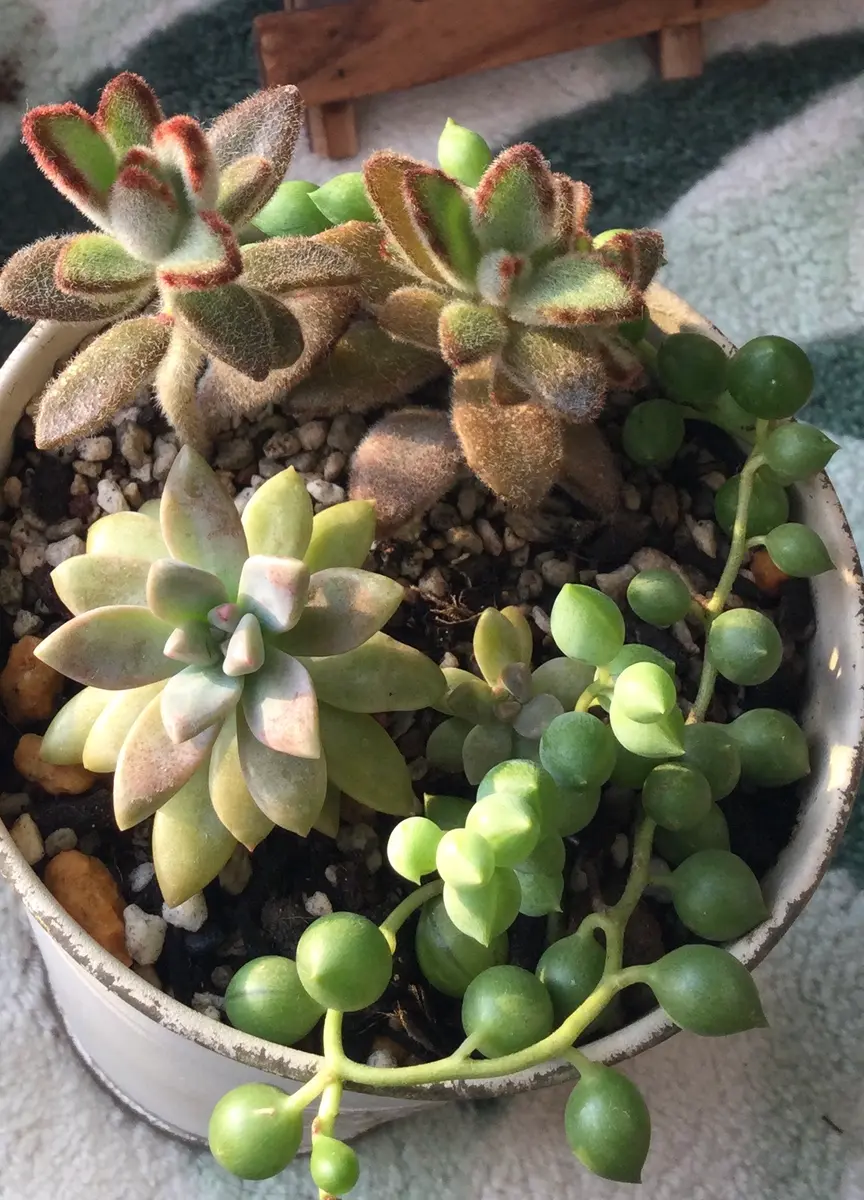 多肉植物 ピーチネックレス 粒大きめ！抜き苗 追加料金でポットごとも