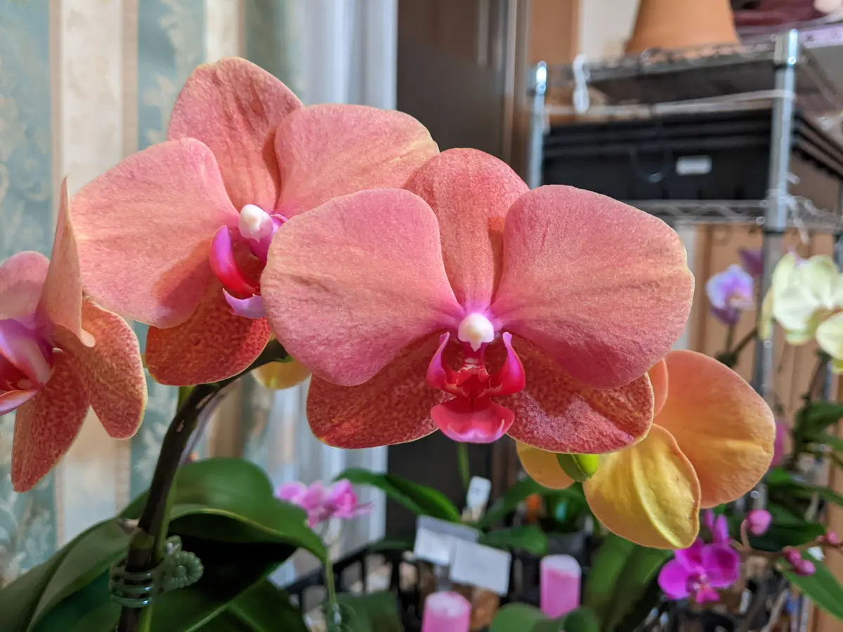 6月胡蝶蘭(サーフソング）「2022年」のアルバム-みんなの趣味の園芸1682221