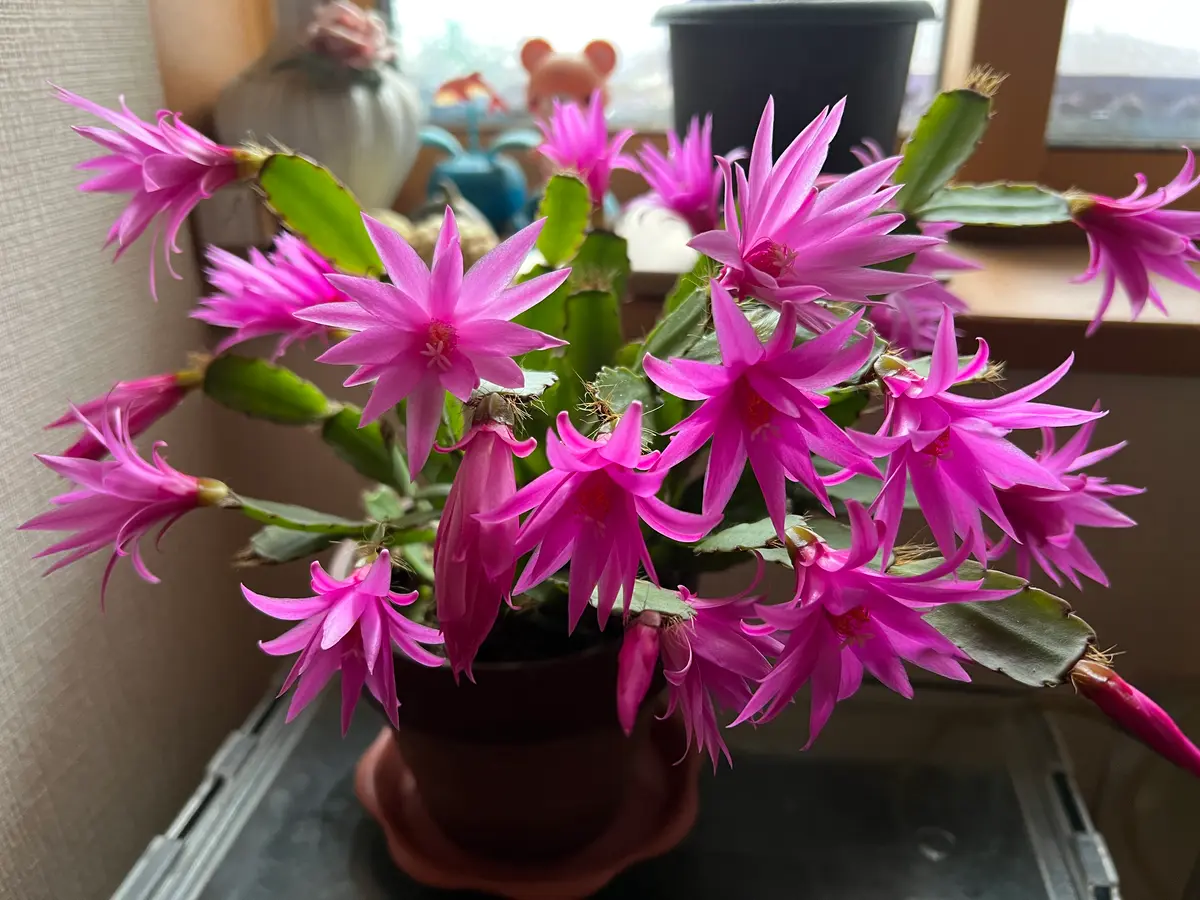 イースターカクタス　レッドパープル　接ぎ木　蕾が付き イースターカクタスの写真-みんなの趣味の園芸1631797