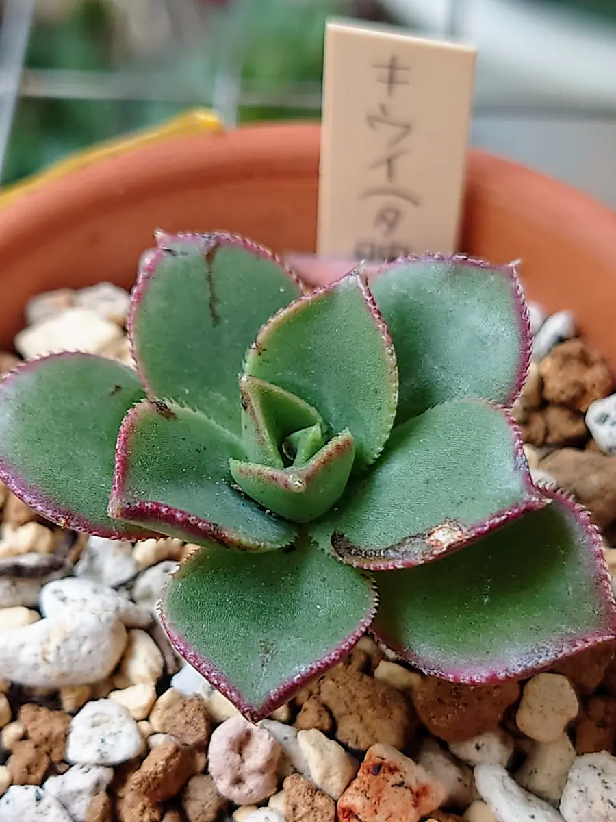 69#多肉植物アエオニウム錦❤️夕映え キウイ❤️1大頭9小頭25子芽26cm拔き苗 69#多肉植物アエオニウム錦❤️夕映え キウイ❤️1大頭9小頭25子