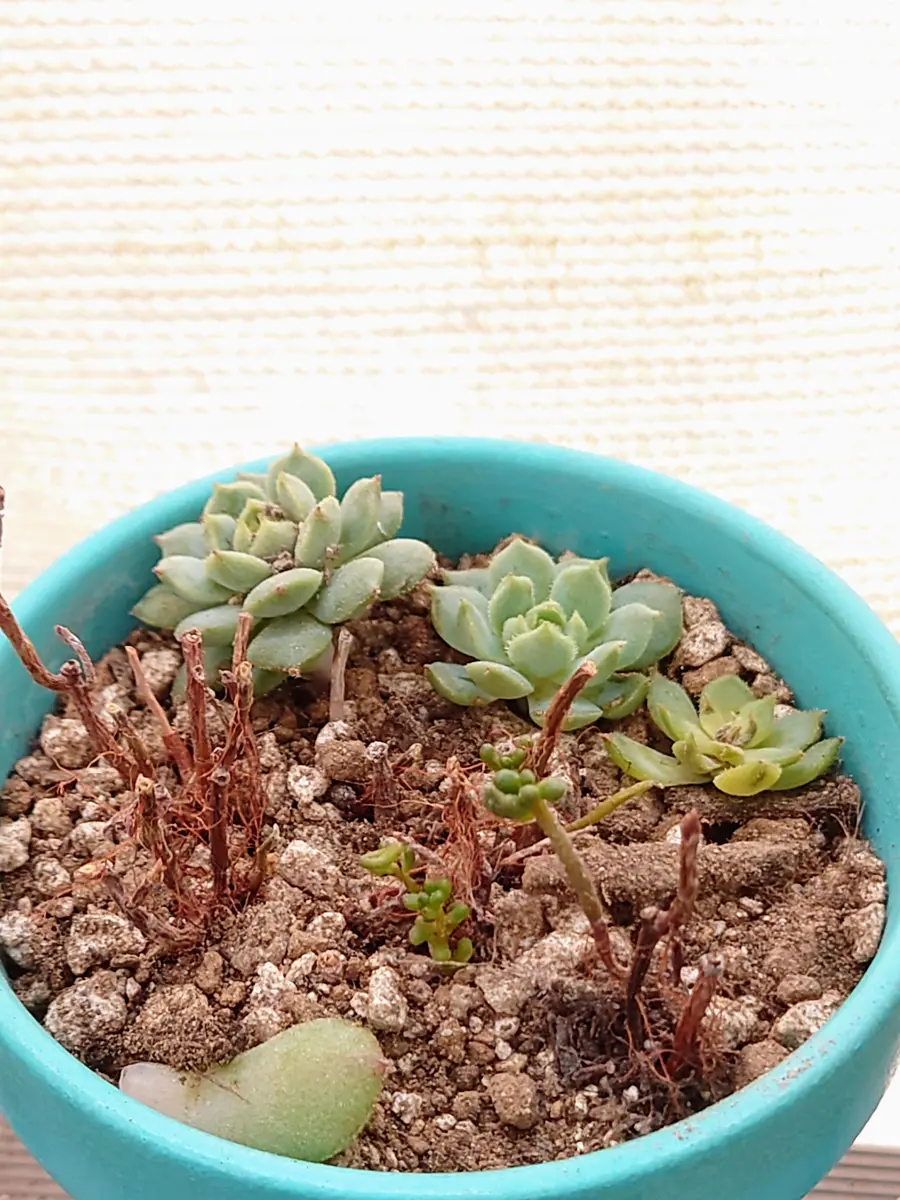 虹の玉伸びたのでカットして茎だけを「わぁ、可愛い多肉ちゃん