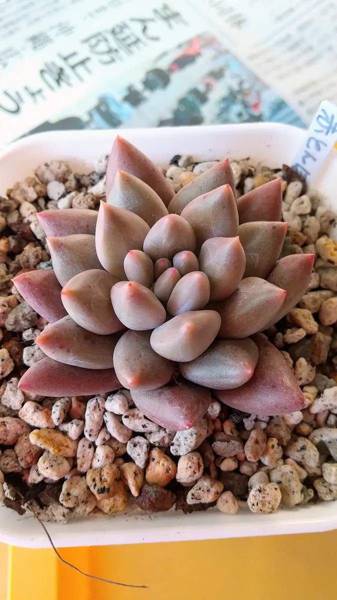 赤トンボ💕今年初の多肉購入「2022年～多肉植物💕」のアルバム
