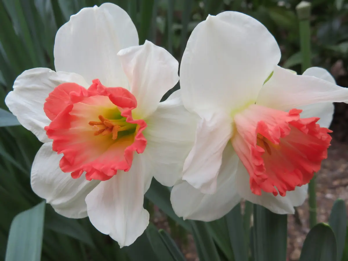 水仙 ピンクチャーム「庭の花たち」のアルバム-みんなの趣味の園芸266749