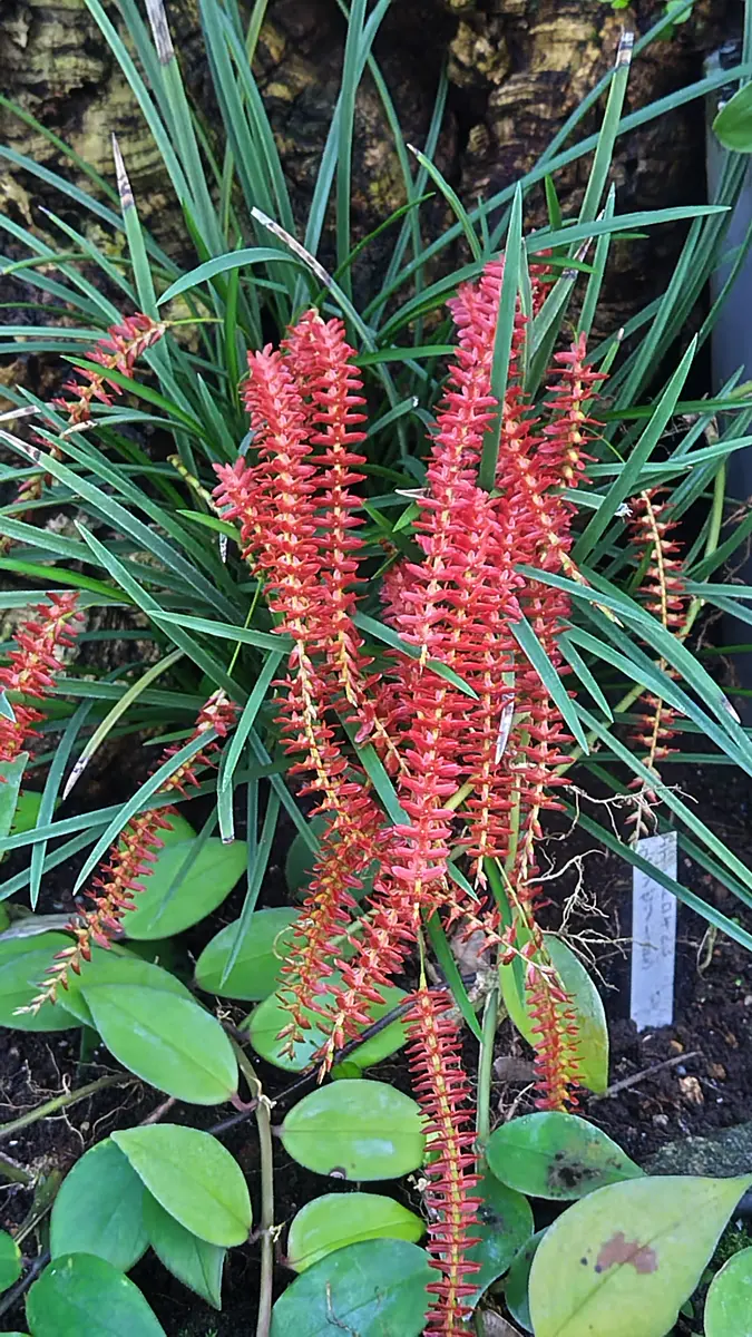 熱帯環境植物館✨デンドロキラムウェン「熱帯環境植物館」の