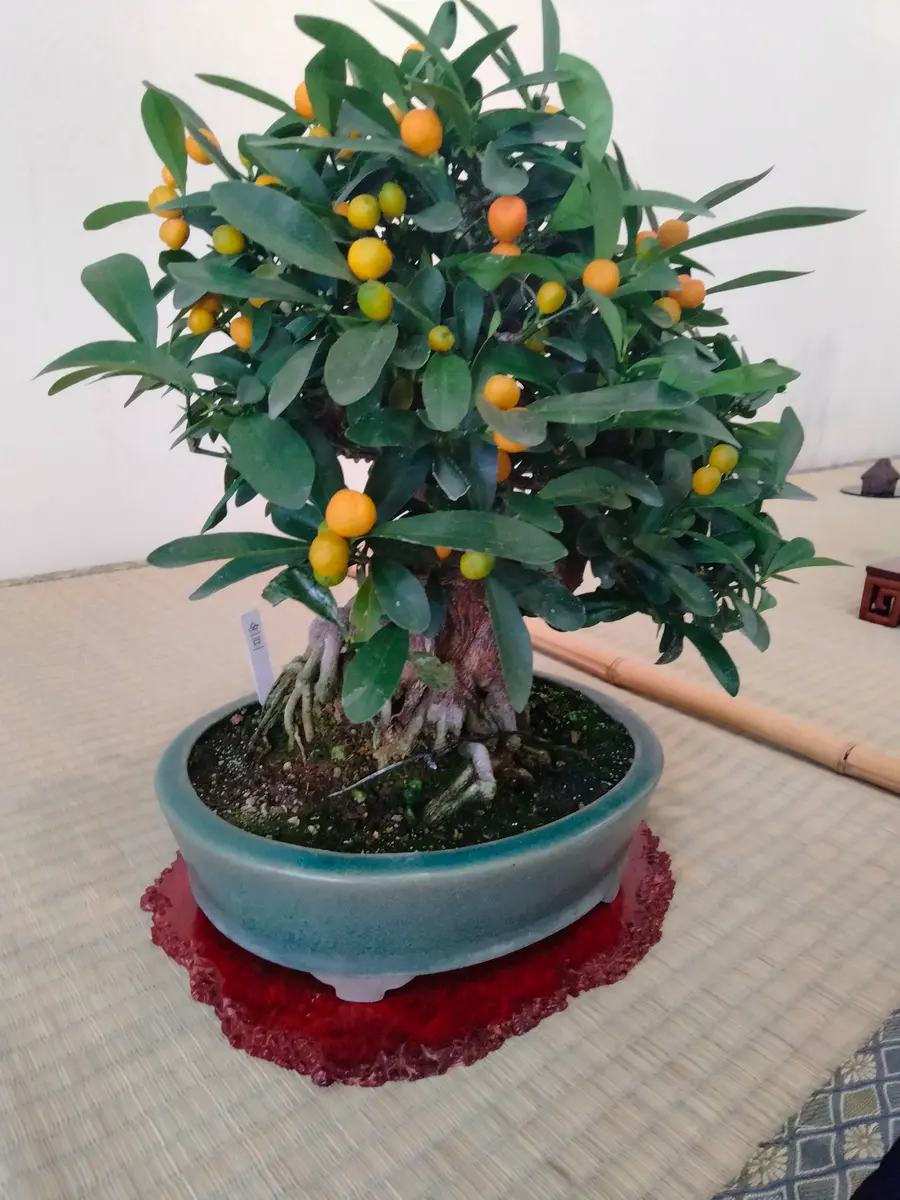 キンズの根上がり「盆栽展」のアルバム-みんなの趣味の園芸1547616