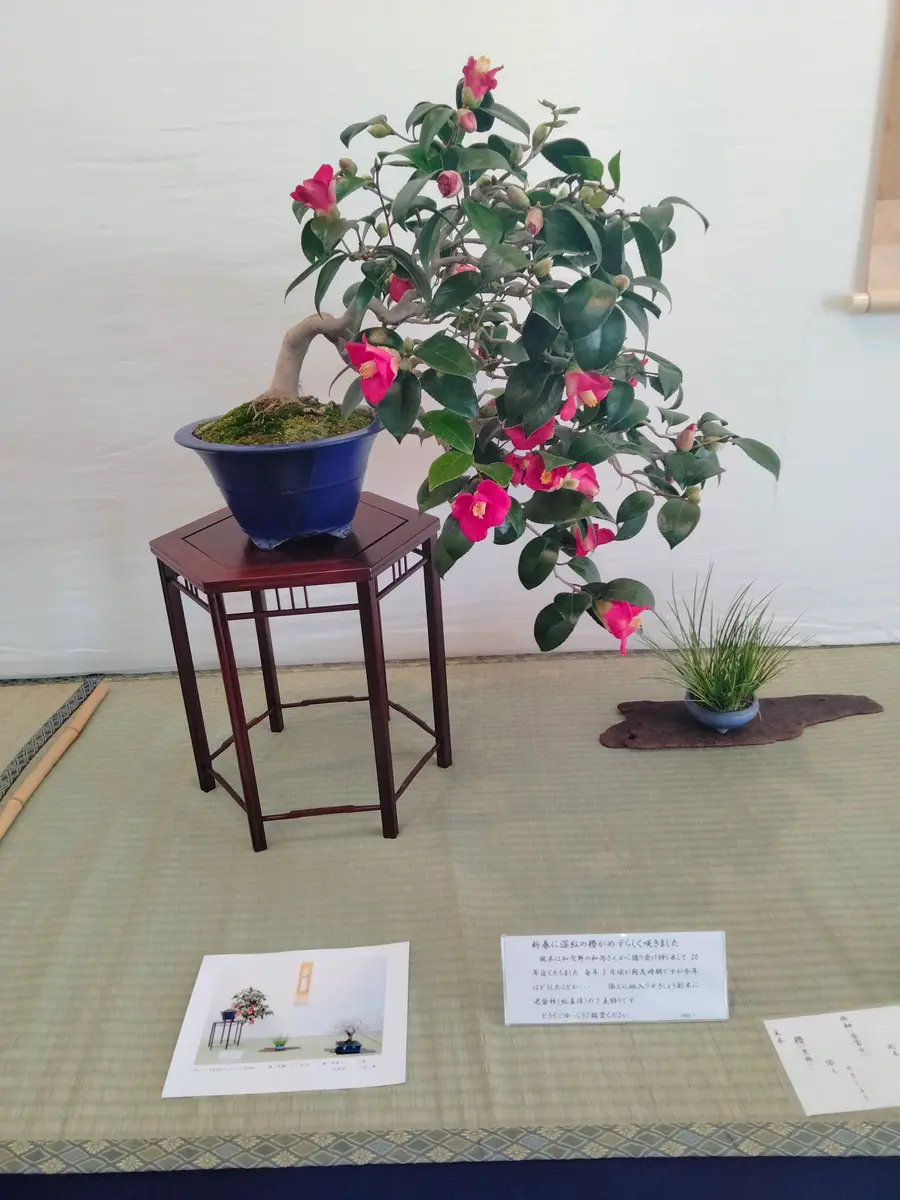 カラー園芸入門 懸崖と盆栽菊 高橋賛平 主婦の友社 図鑑・仕立て