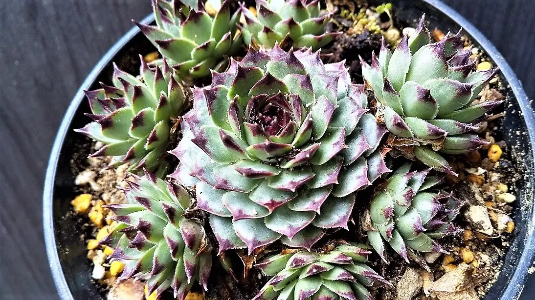 img_cache_a_50229_1_1646385640