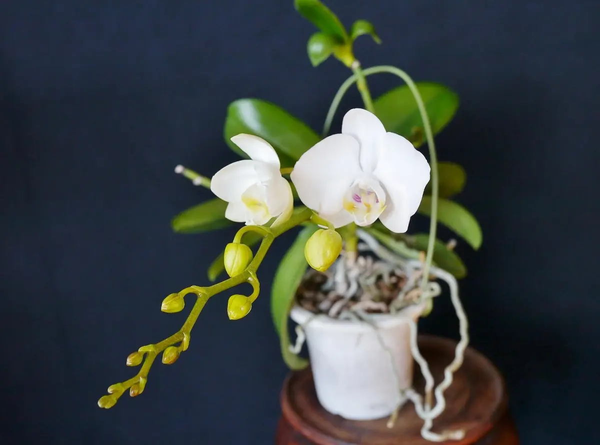 user_1242a77b　ファレノプシス　2種 胡蝶蘭アマビリス「ファレノプシス（胡蝶蘭）」のアルバム-みんなの