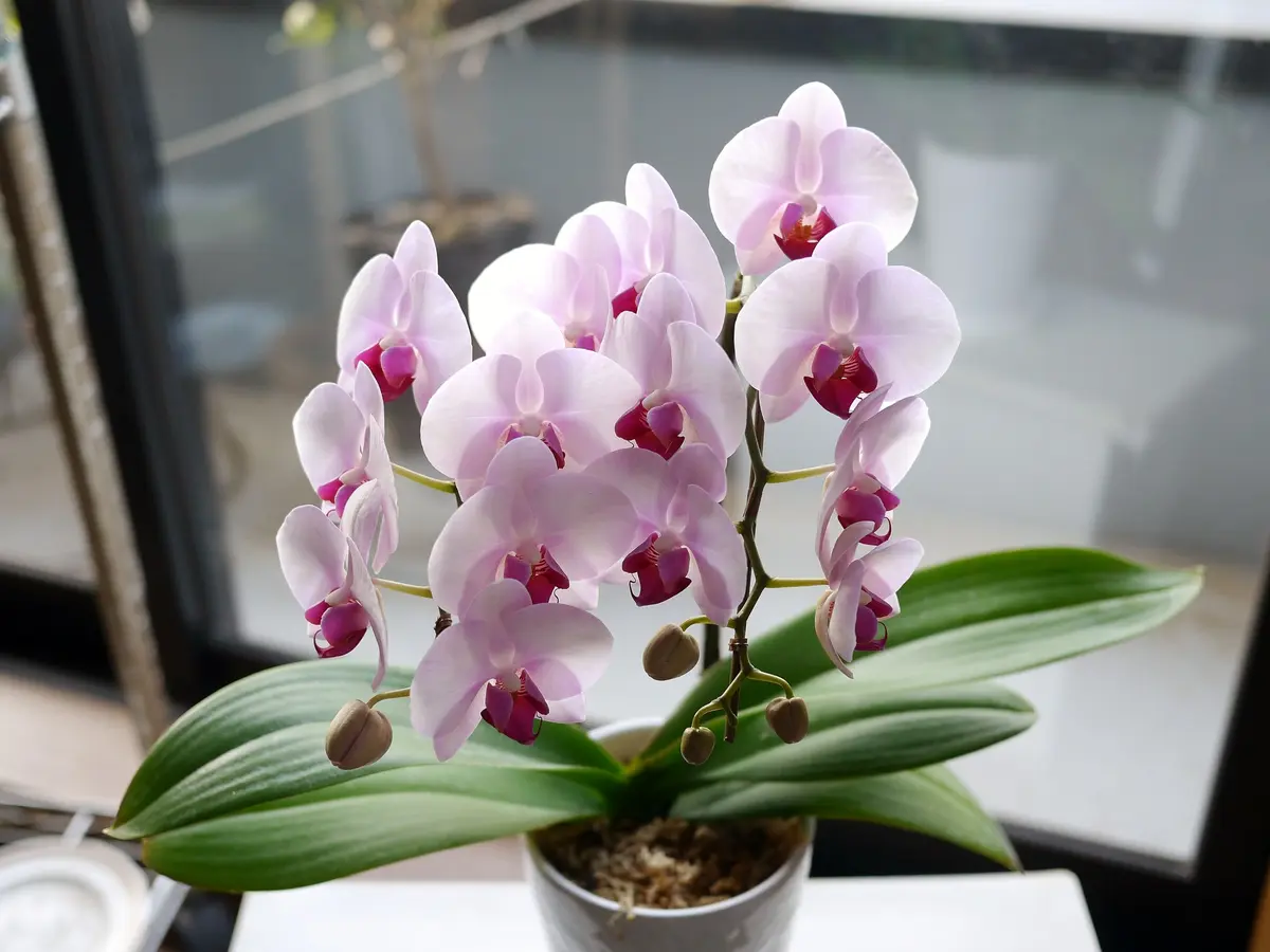 ミディ胡蝶蘭 ピンクバレリーナ息子夫「ファレノプシス（胡蝶蘭