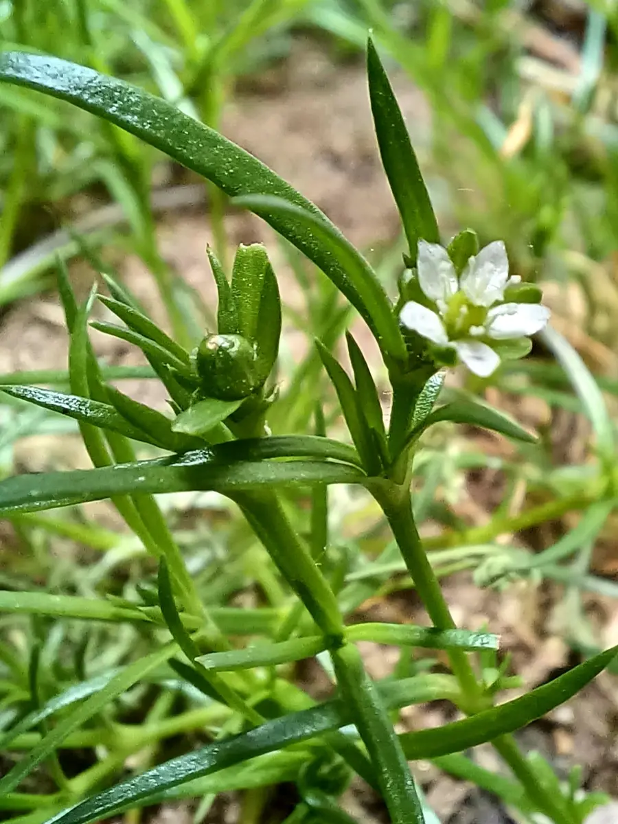 ツメクサ ①ナデシコ科別名 タカノ「野山の草花達」のアルバム