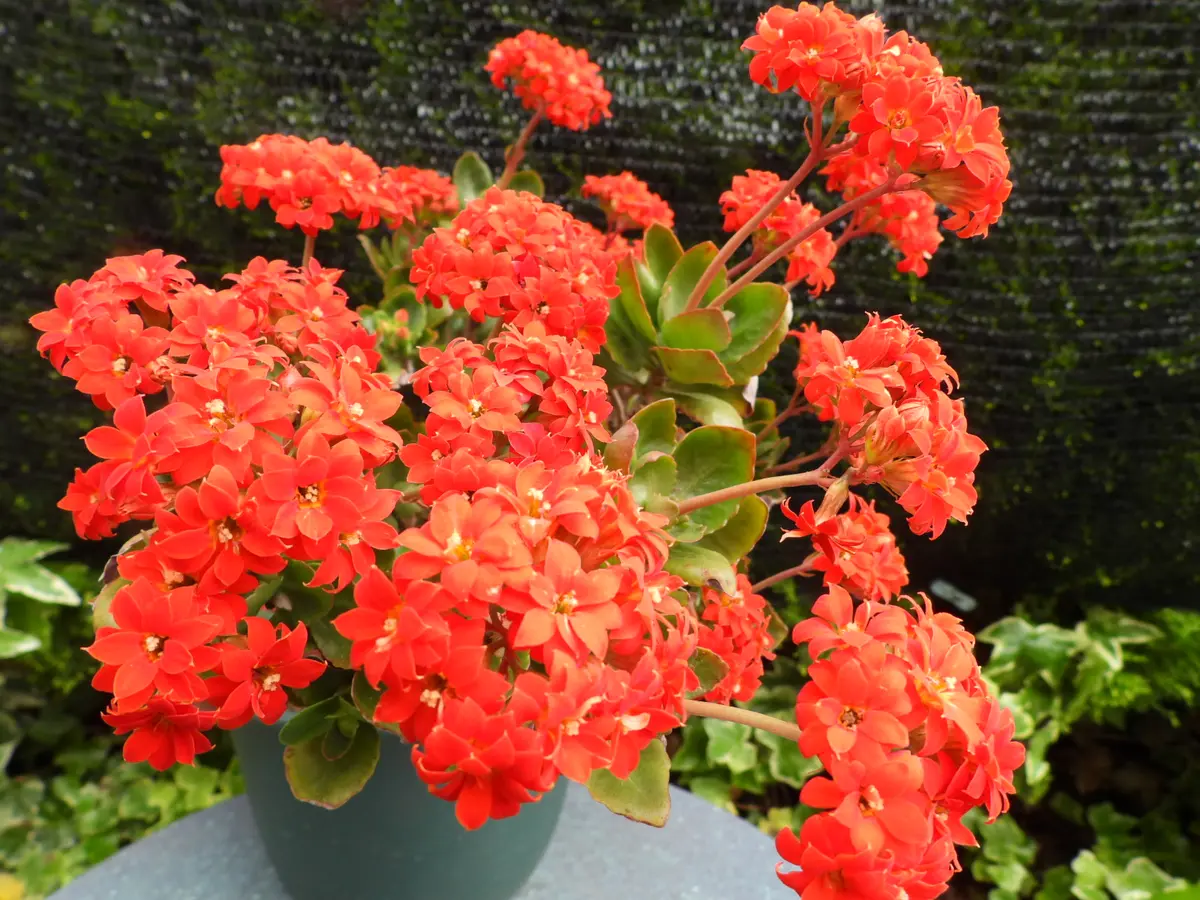 眩しいオレンジのカランコエ。長いこと「我が家の花たち2022」の