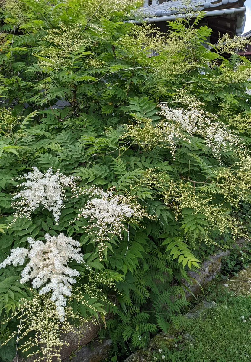 ニワナナカマド(チンシバイ)「2022実家の花たち・野菜たち」のアルバム