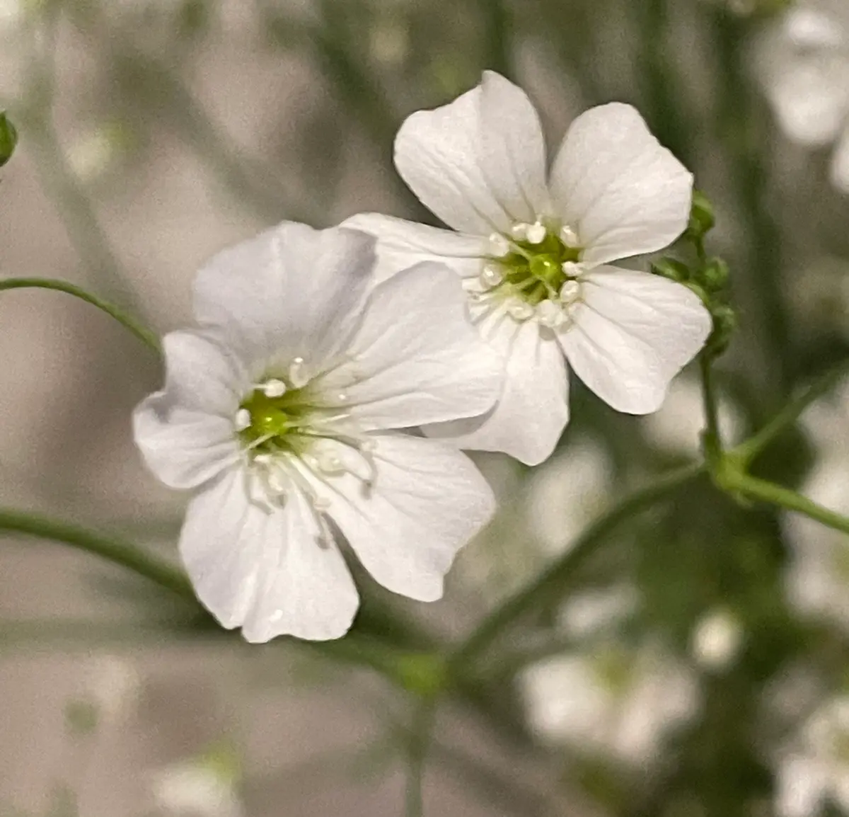 かすみ草をアップで写真に撮りました。「花だより 2022年」の