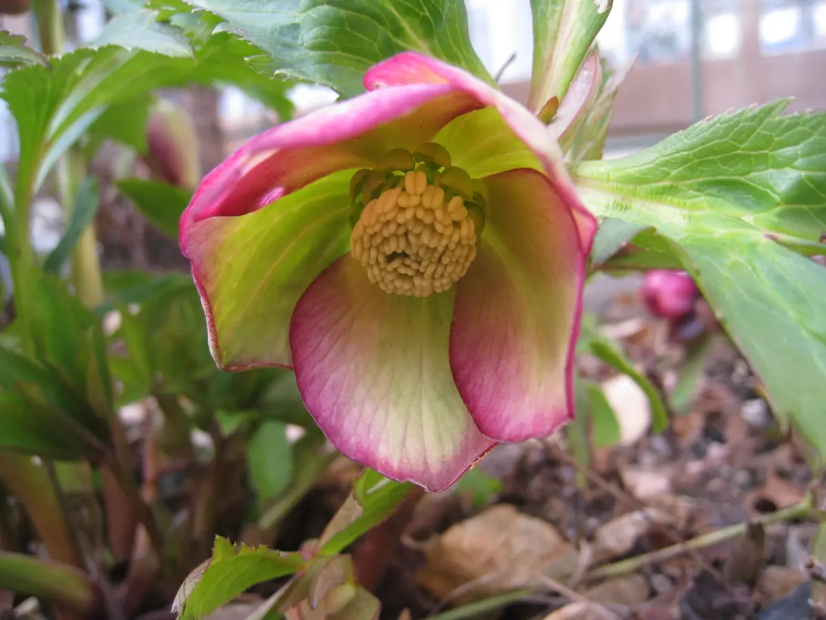 ボッコネイhyb(野田園芸）「2022 クリスマスローズ」のアルバム