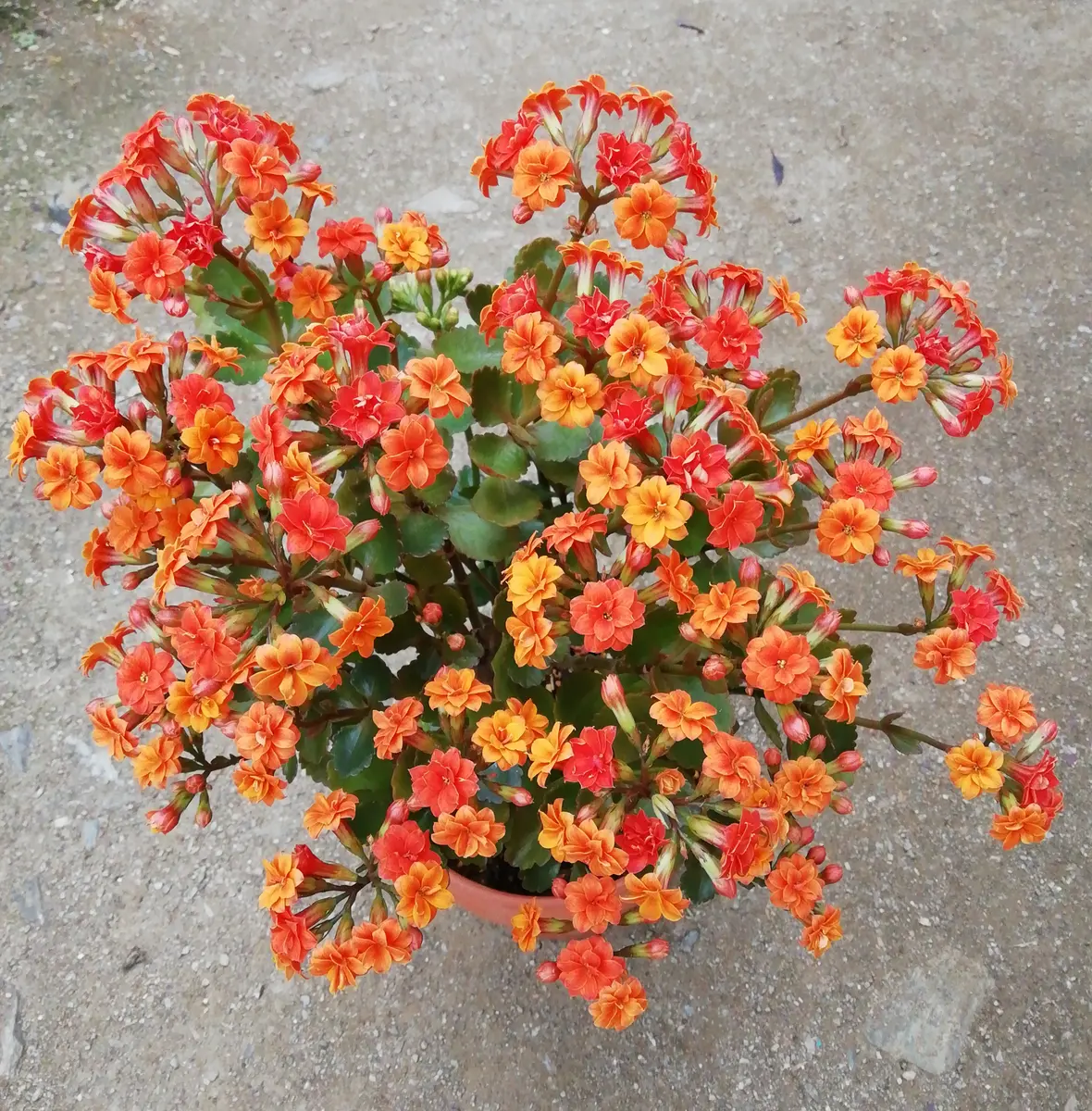 カランコエ オレンジ 八重「庭の 草 木 花 いろいろ 2022 2023 2024