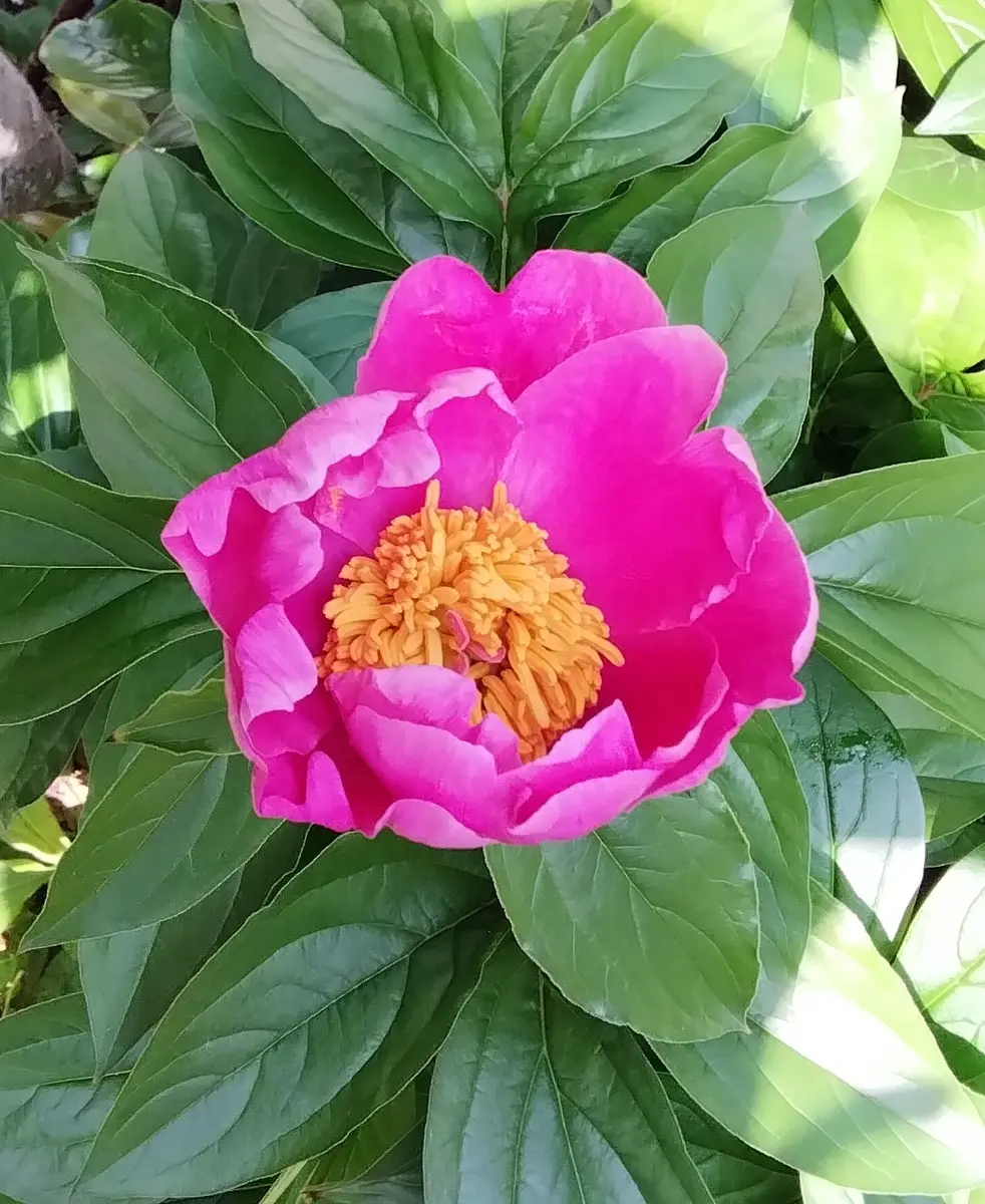 2025年　芍薬畑　確認用ページ 2025.5.3芍薬昔からの芍薬です。名前「庭の 草 木 花