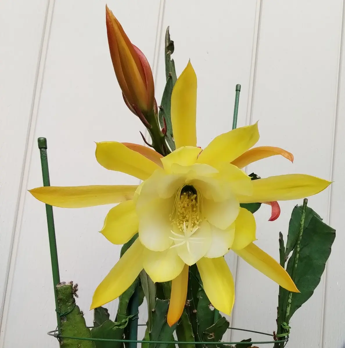 2025.5.24孔雀サボテン 黄色一輪 な「庭の 草 木 花 いろいろ」の