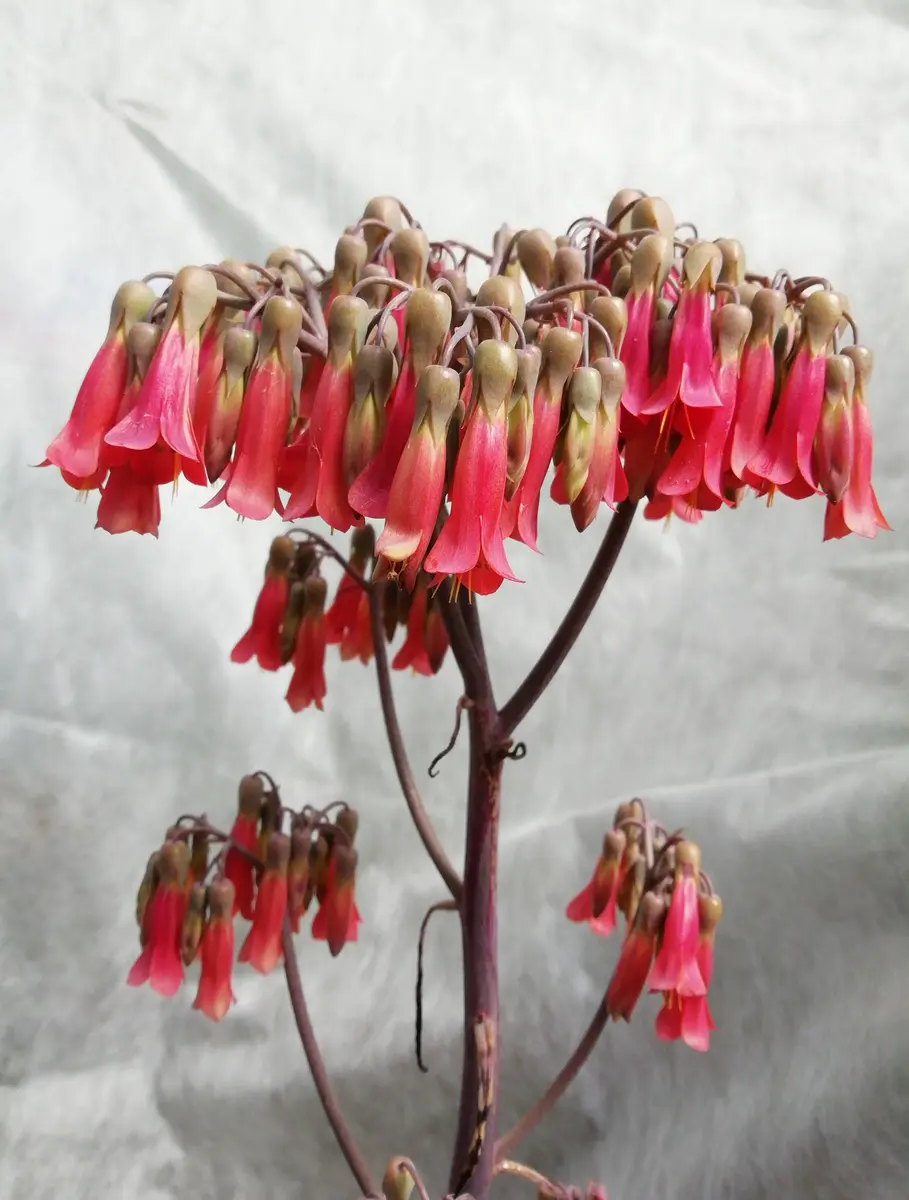 カランコエ（多肉植物）の写真-みんなの趣味の園芸2132691