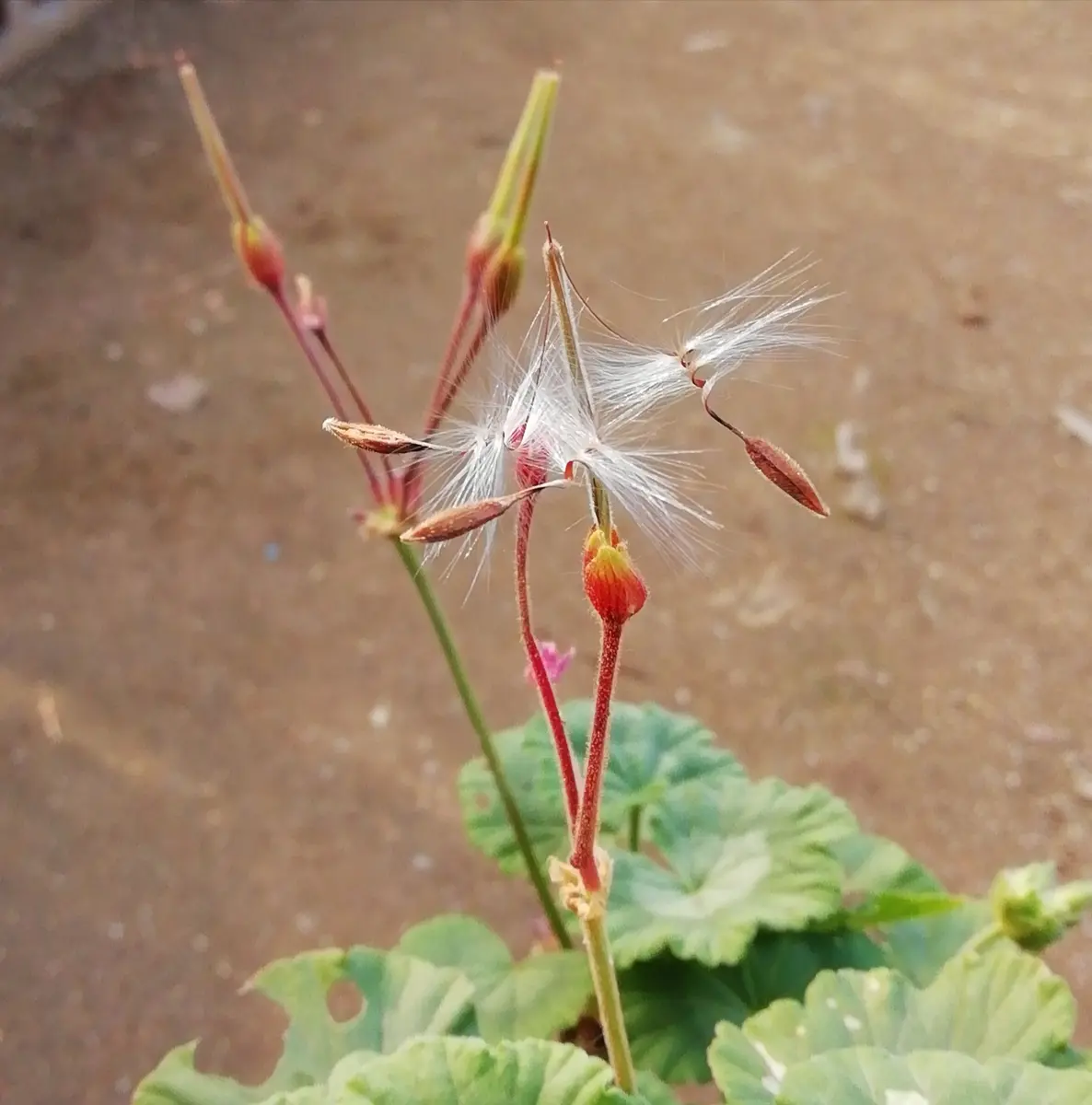 2022.12.9ゼラニウムの種 今まさに飛「庭の 草 木 花