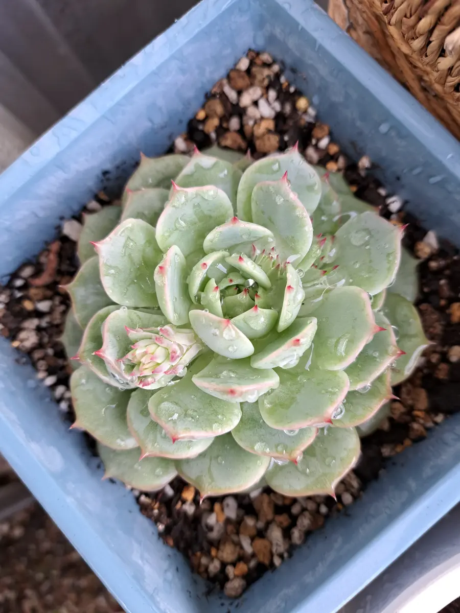 多肉植物エケベリアに子株ほのかに色染「サボテン、多肉植物 2022