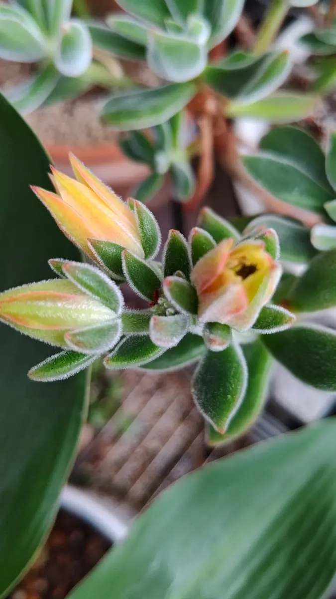 多肉植物 花サボテン MH-022 多肉植物 花サボテン 大輪咲 MH-022 多肉植物 多肉植物 花サボテン MH-022 多肉植物 花サボテン 大輪咲 MH-022 多肉植物