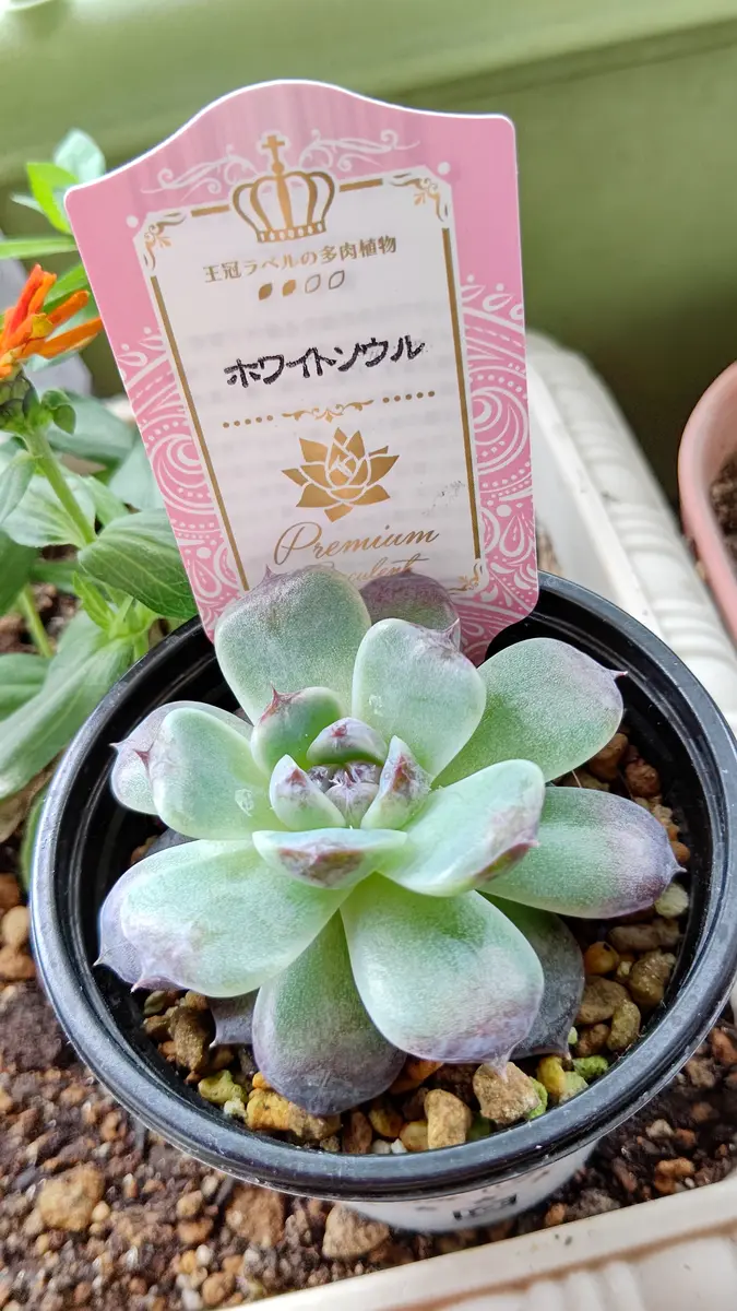 【9.ソルトホワイト＊多肉植物】 62:Echinocereus 翁錦 x antique | 多肉植物の専門店 solxsol