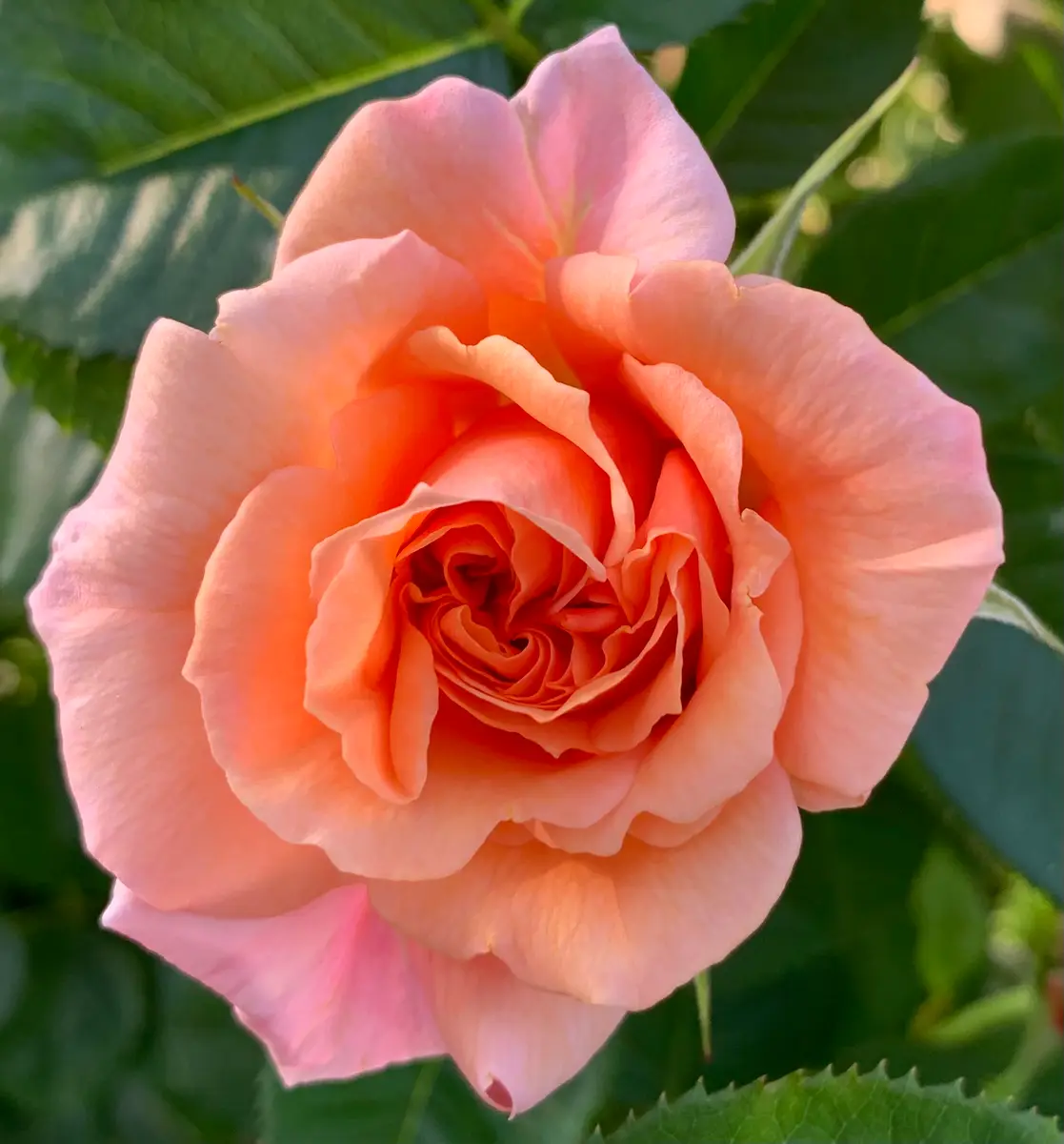 アプリコット・キャンディ「令和4年の春から夏の薔薇」のアルバム