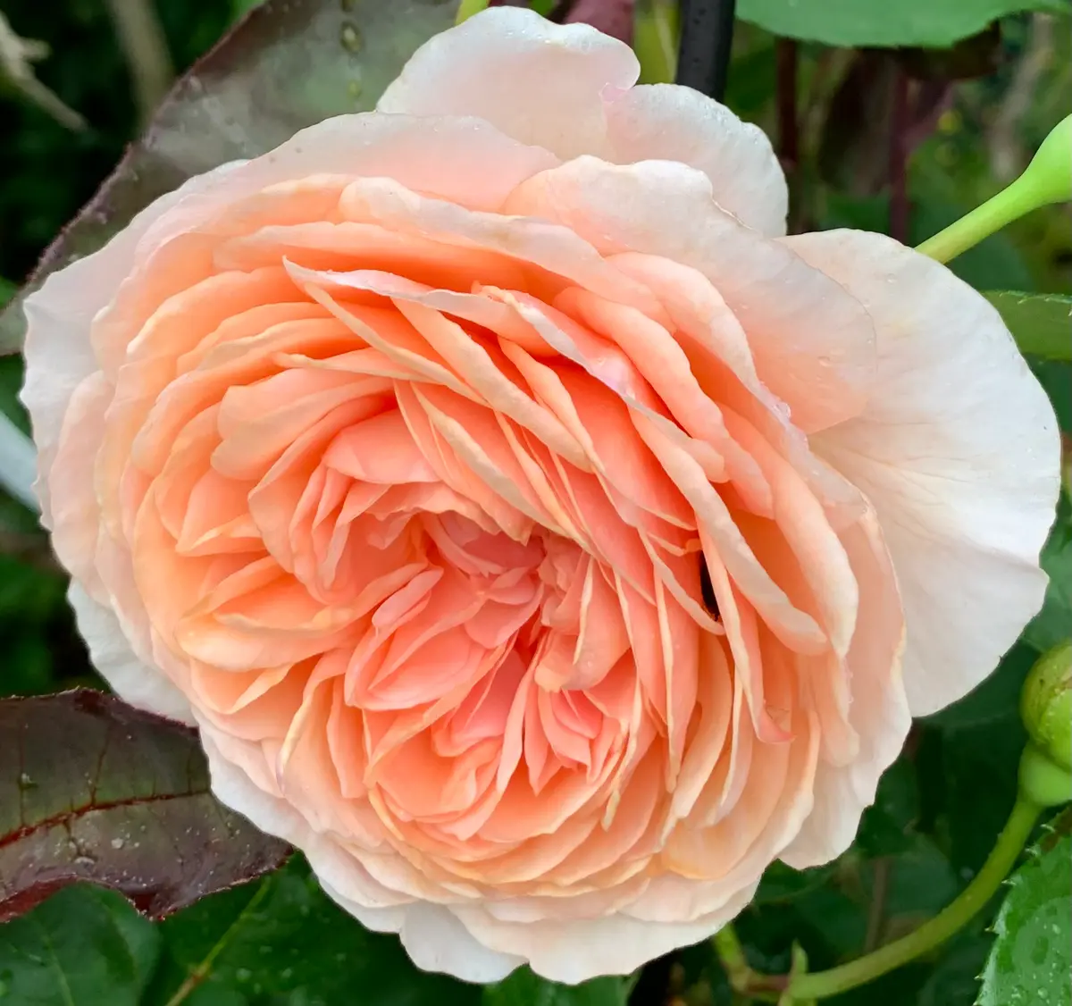 ウィリアム・モリス「令和4年の春から夏の薔薇」のアルバム-みんなの