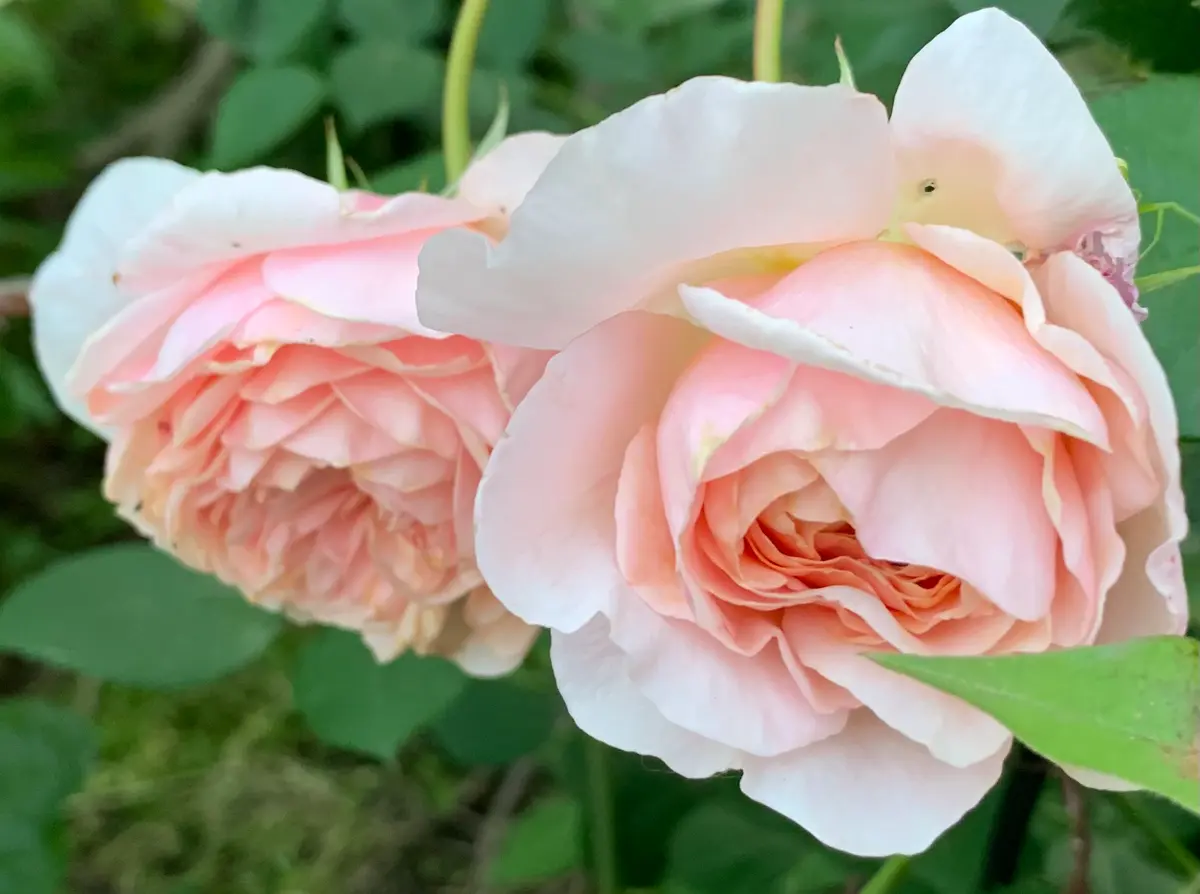 ウィリアム・モリス「令和4年の春から夏の薔薇」のアルバム-みんなの
