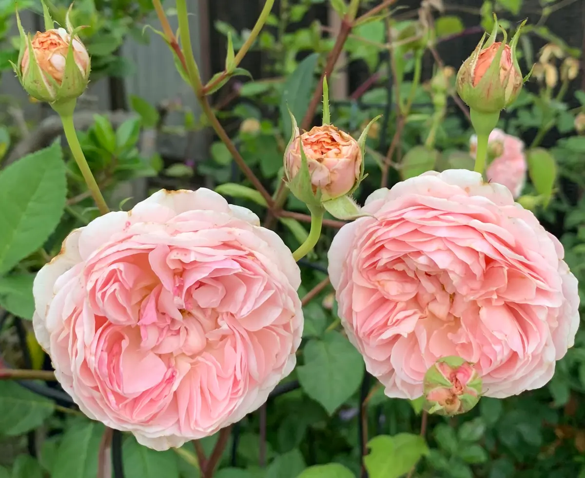 ウィリアム・モリス「令和4年の春から夏の薔薇」のアルバム-みんなの