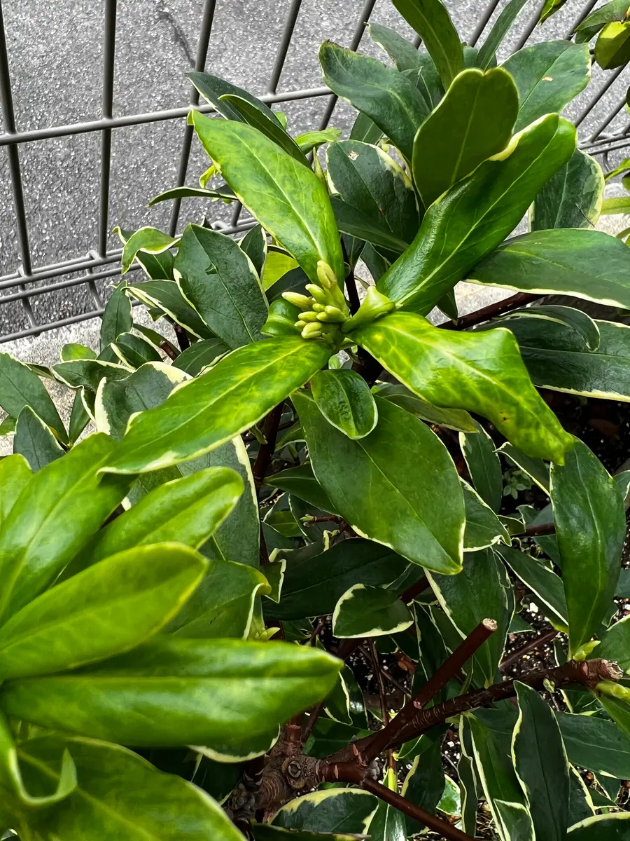キキ様　確認画面　沈丁花　2芽つき　１苗　膨らんだ蕾付き 寒さに負けず膨らむ沈丁花の蕾！春の訪れを感じる美しい風景